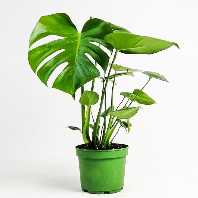 Deve Tabanı(Monstera)