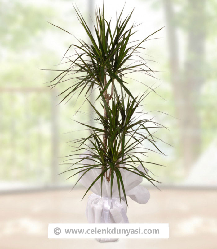 Dracena  Çiçeği