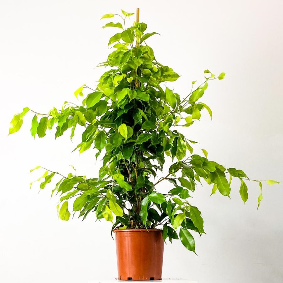 Ficus Benjamin