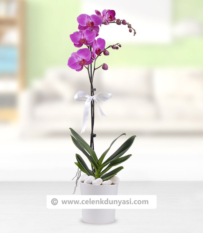 Mor Phalaenopsis Orkide Çiçeği