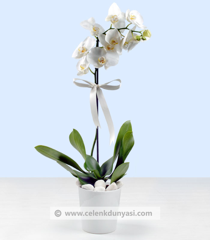 Phalaenopsis Orkide Çiçeği